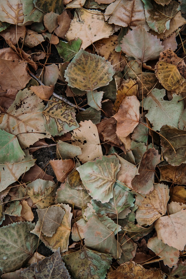 Autumn in the Arizona Desert