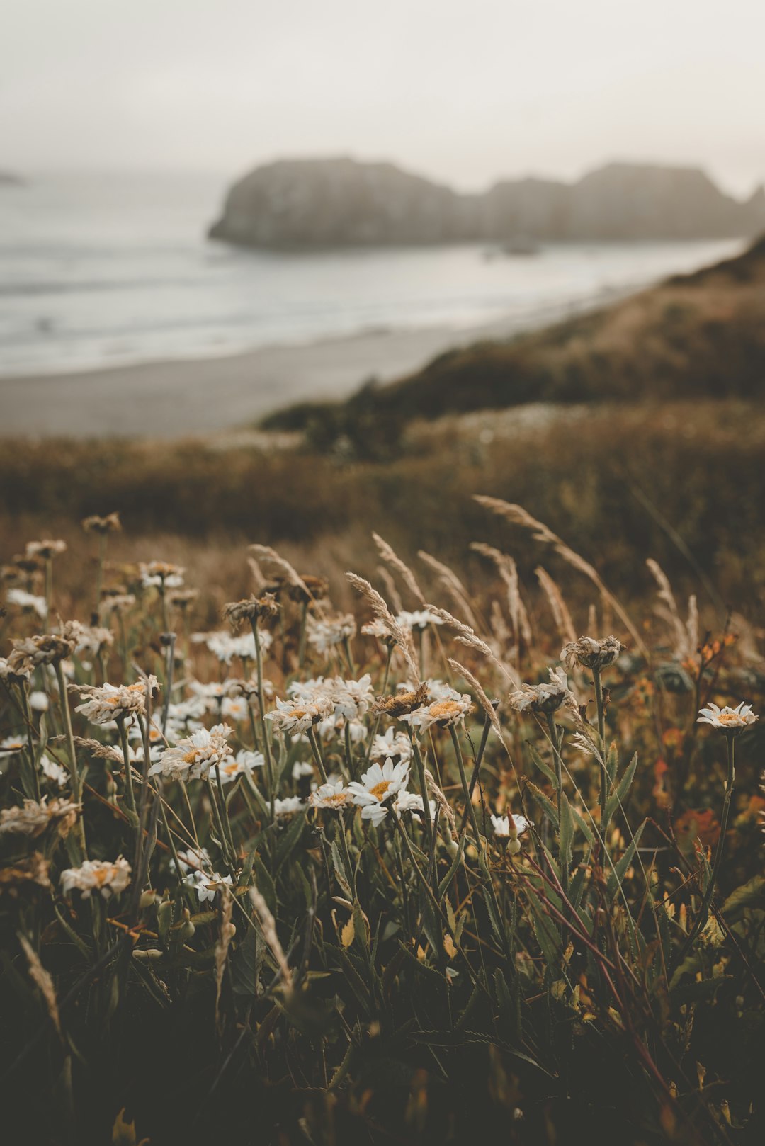 white petaled flowers in field white petaled flowers in field