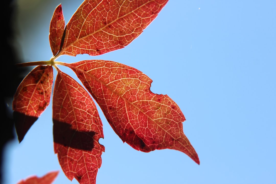 red leaf