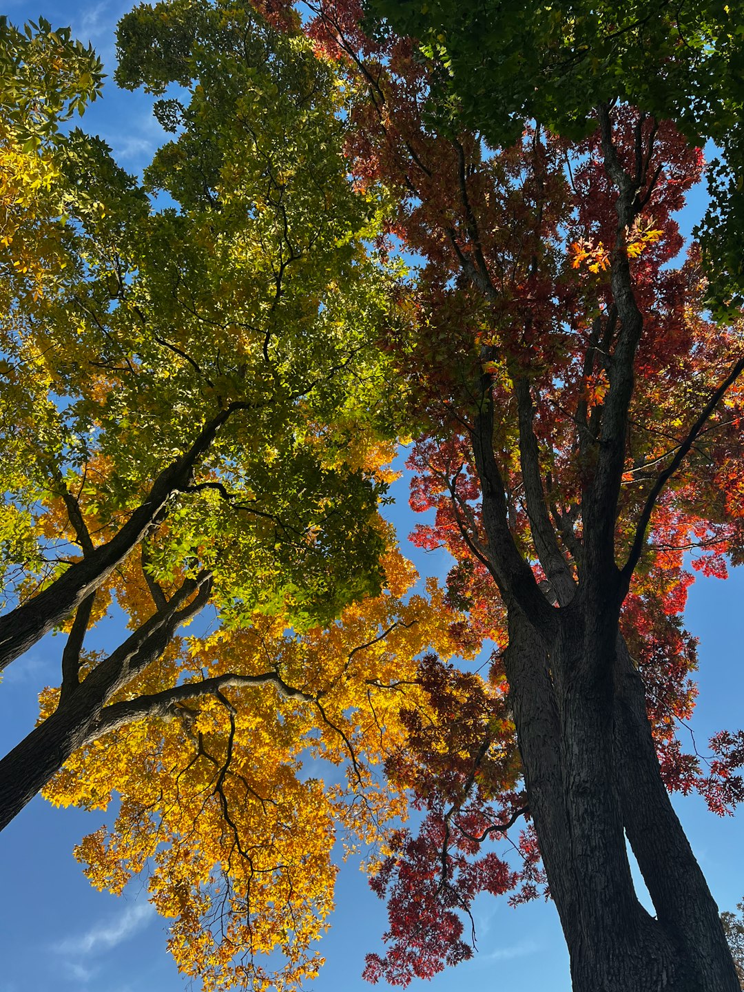 A group of trees that are next to each other