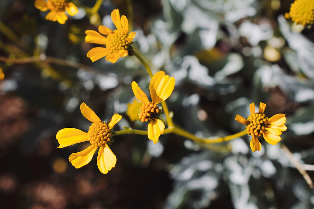 Small yellow wildflowers bloom with soft gray foliage. Small yellow wildflowers bloom with soft gray foliage.