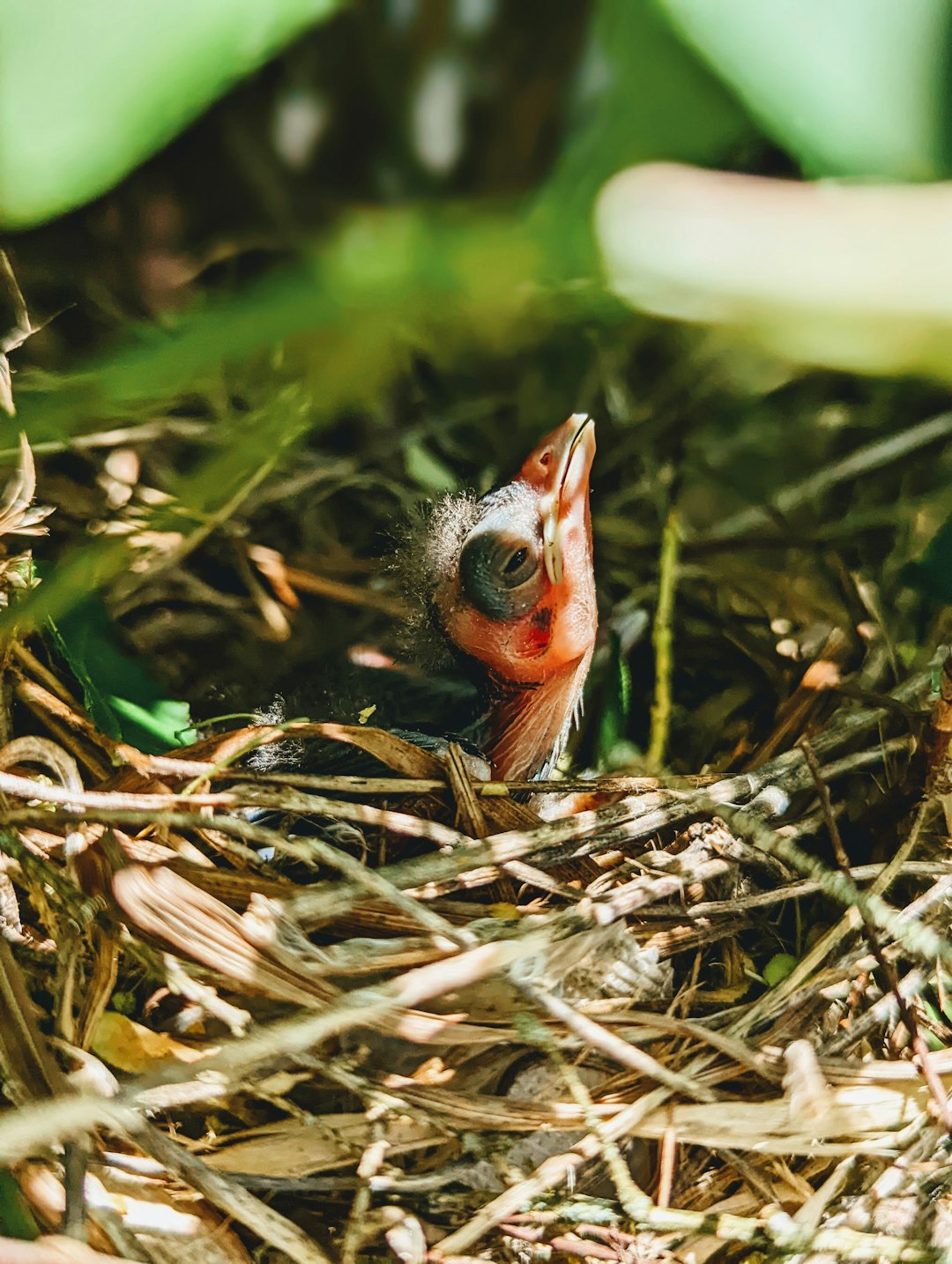 a small bird sitting in the middle of a nest a small bird sitting in the middle of a nest